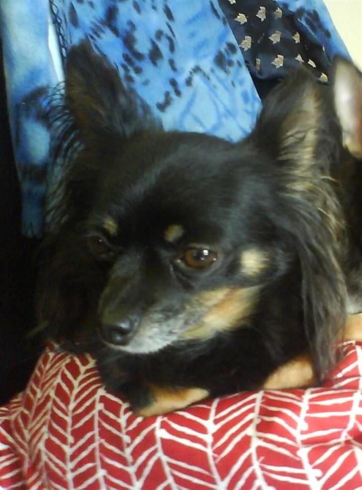 Chihuahua Pølse billede 2