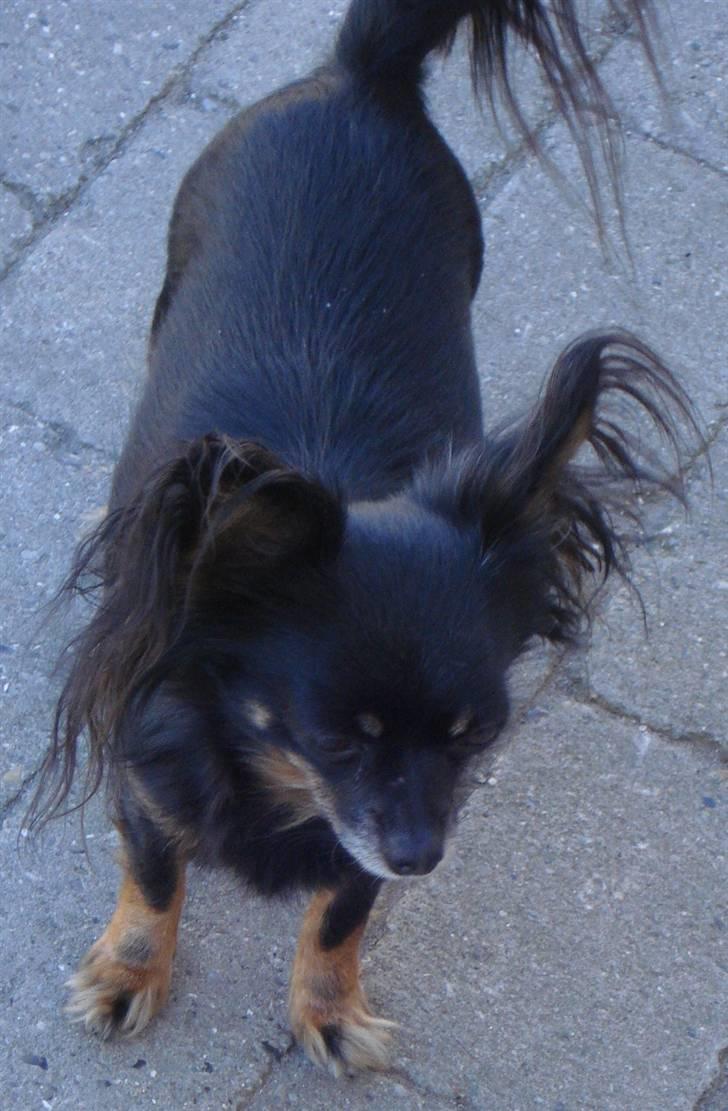 Chihuahua Pølse billede 3