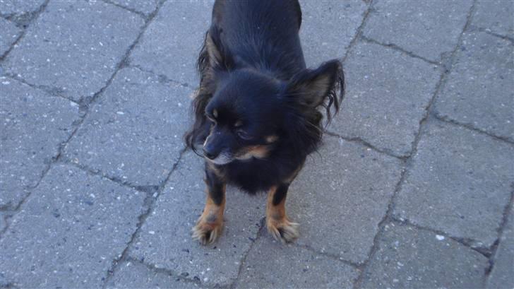 Chihuahua Pølse billede 4