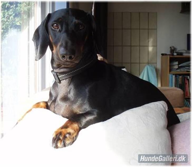 Gravhund Manse billede 18