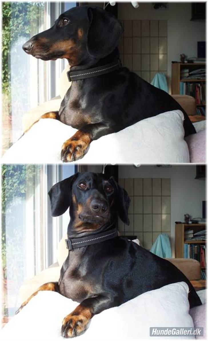Gravhund Manse billede 19