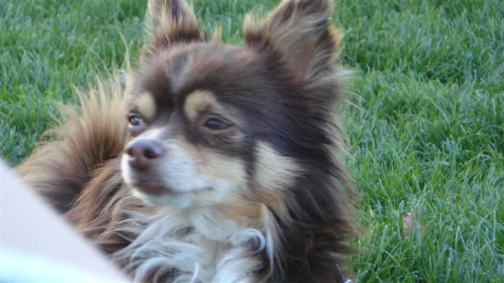 Chihuahua Rosty billede 1