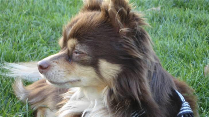 Chihuahua Rosty billede 2