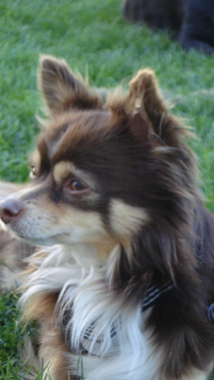 Chihuahua Rosty billede 3