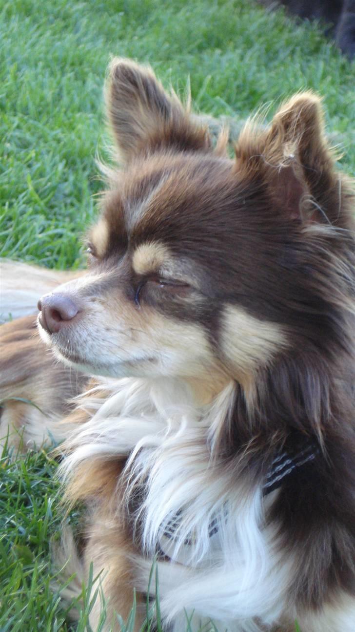 Chihuahua Rosty billede 4