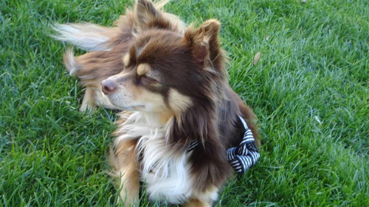 Chihuahua Rosty billede 5