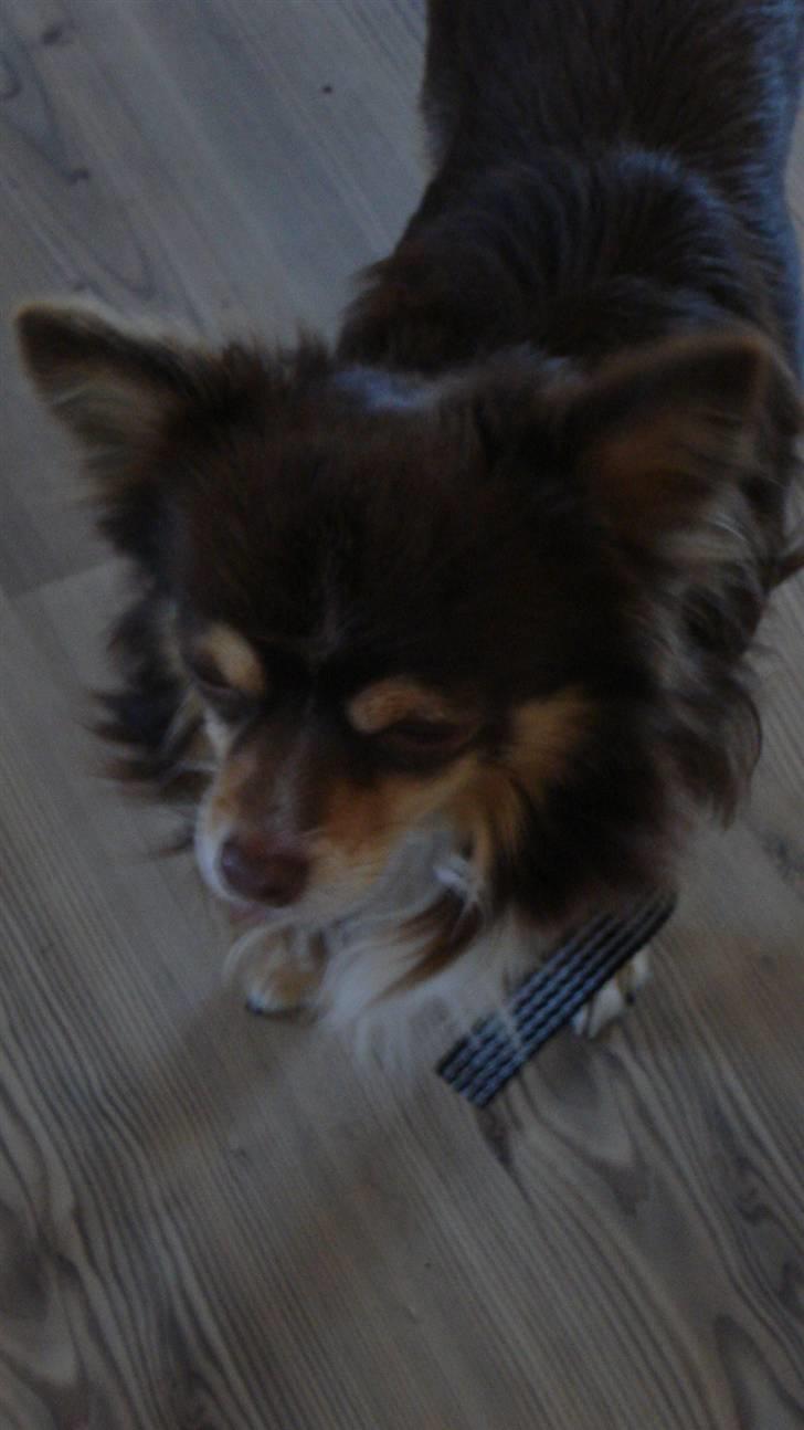 Chihuahua Rosty billede 6