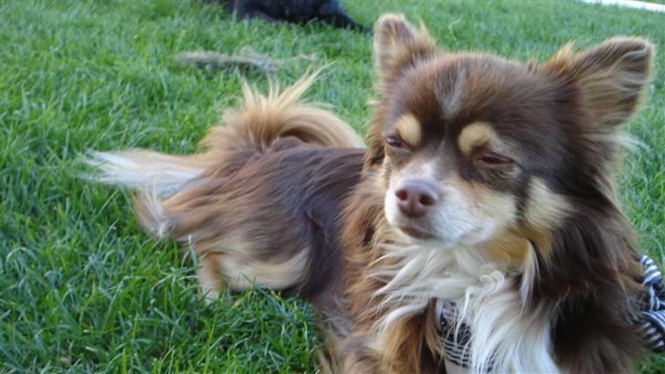 Chihuahua Rosty billede 7