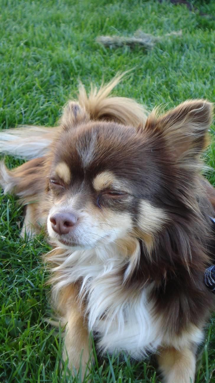 Chihuahua Rosty billede 8