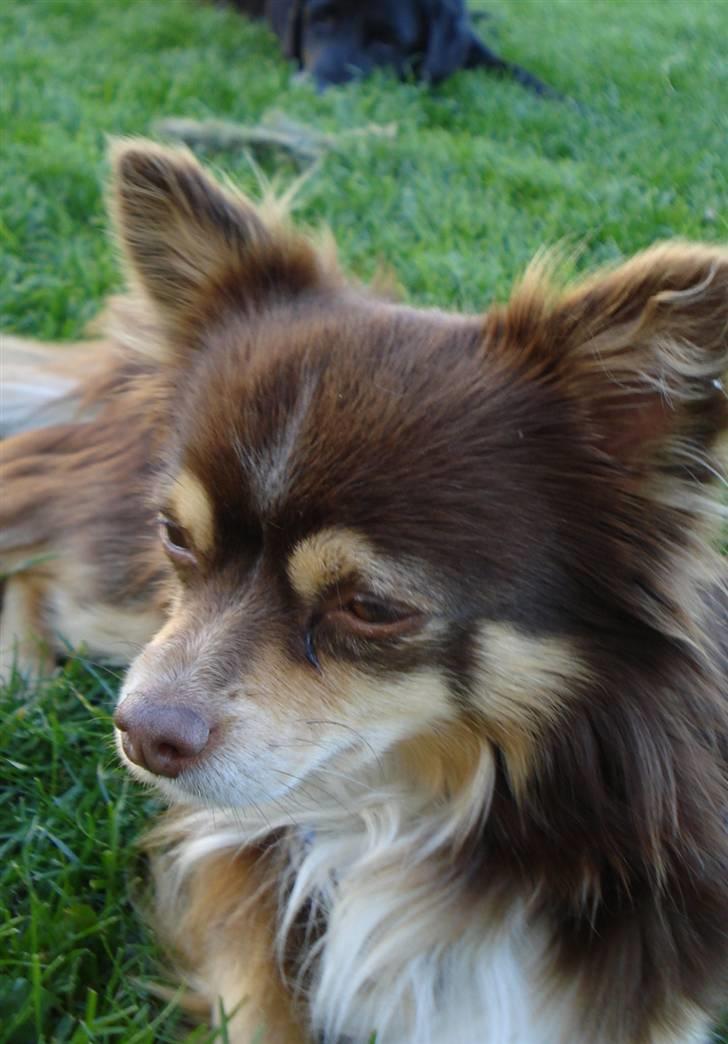 Chihuahua Rosty billede 9