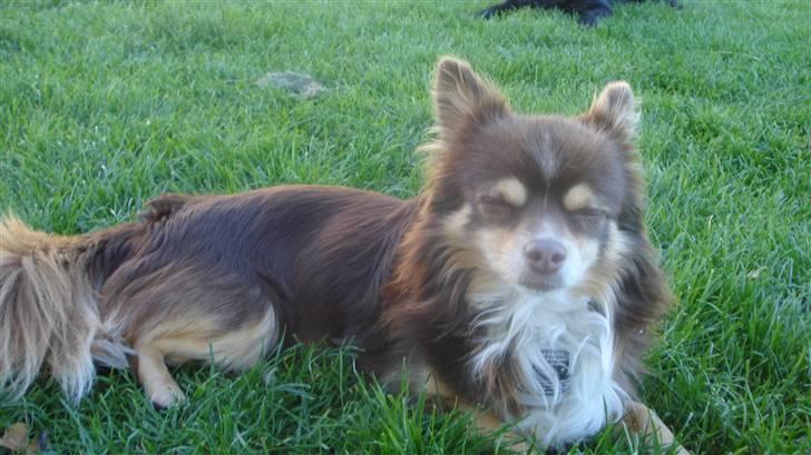 Chihuahua Rosty billede 10