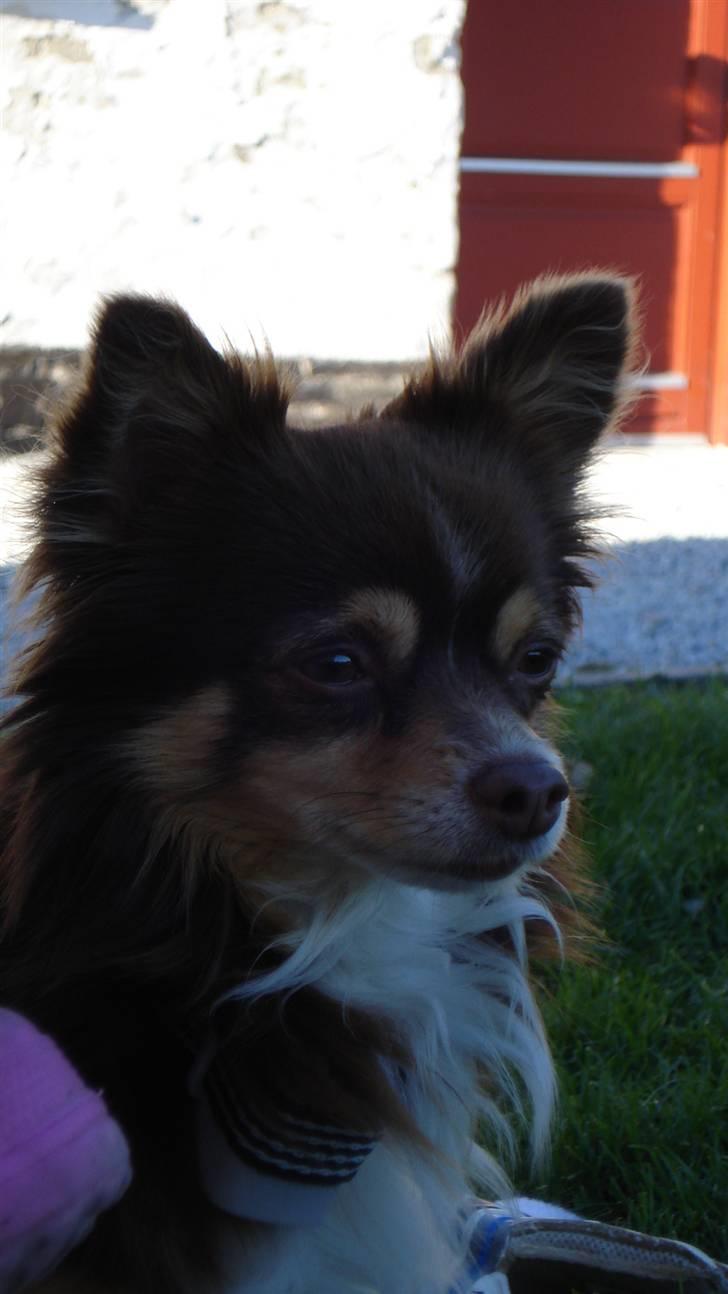 Chihuahua Rosty billede 11