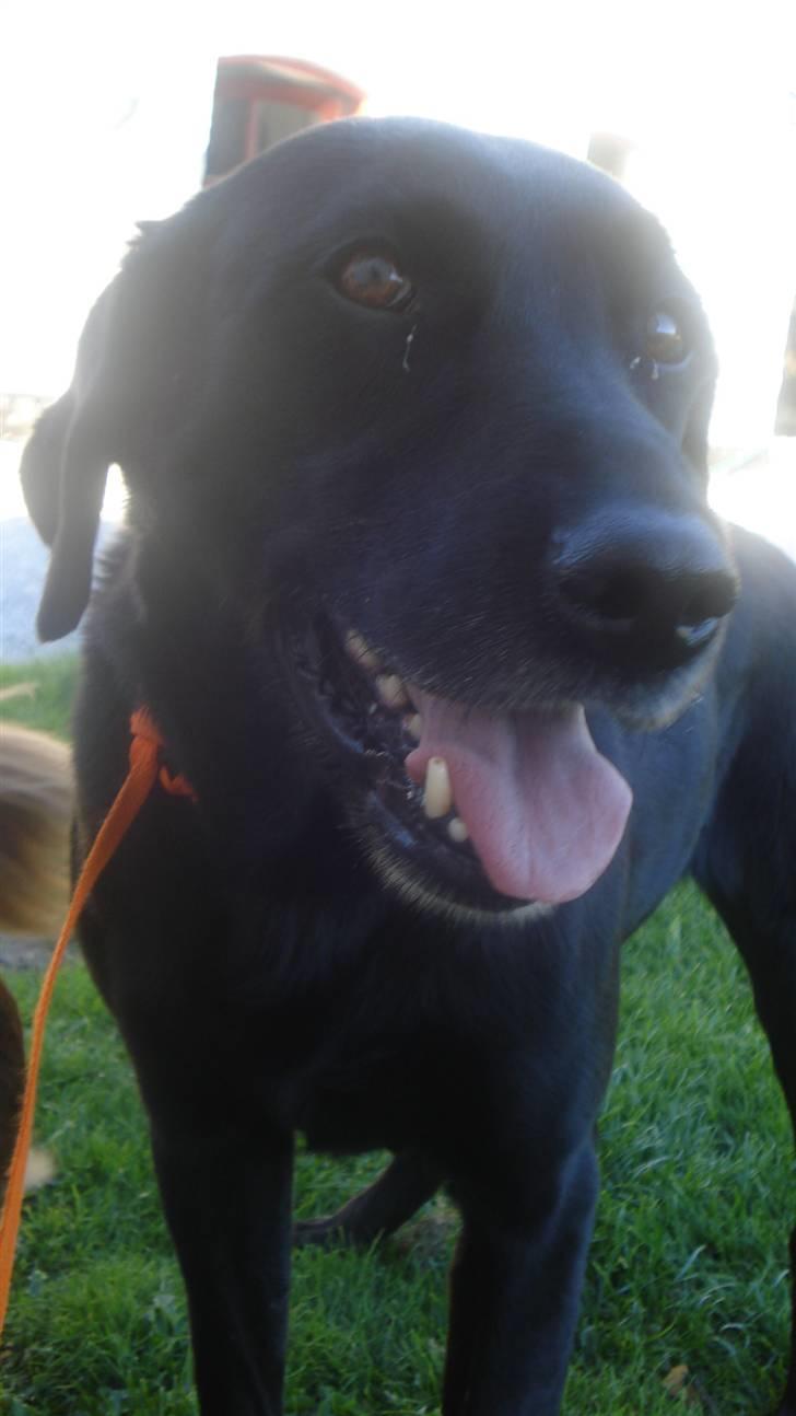 Labrador retriever Kazan billede 1