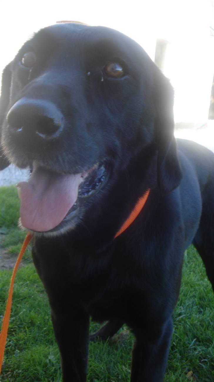 Labrador retriever Kazan billede 2