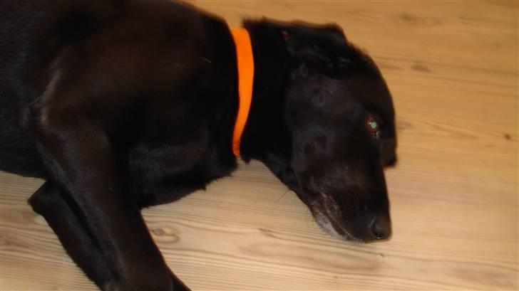 Labrador retriever Kazan billede 3