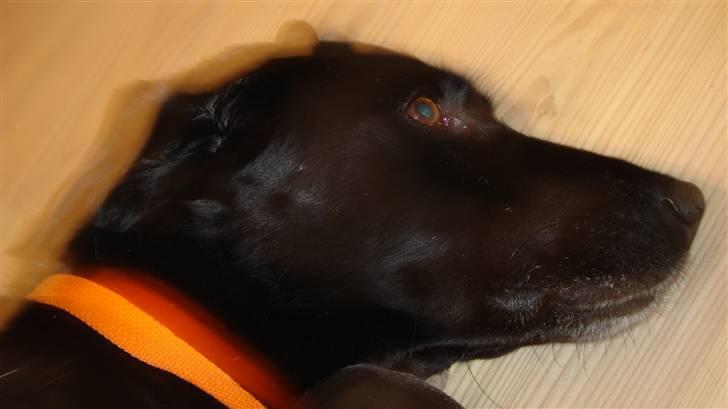 Labrador retriever Kazan billede 4