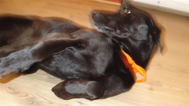 Labrador retriever Kazan billede 5