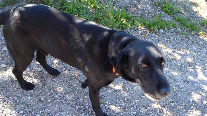 Labrador retriever Kazan billede 6