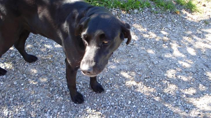 Labrador retriever Kazan billede 7