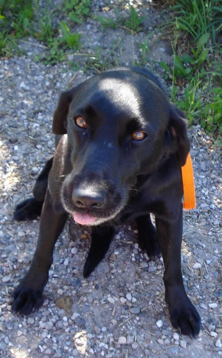 Labrador retriever Kazan billede 8