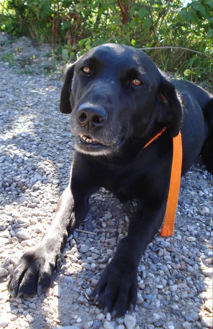 Labrador retriever Kazan billede 9