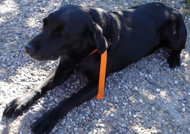 Labrador retriever Kazan billede 10