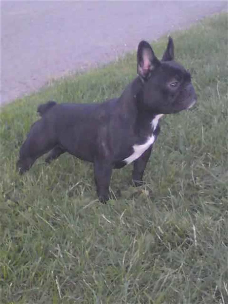 Fransk bulldog Bimbi (Himmelhund) billede 4