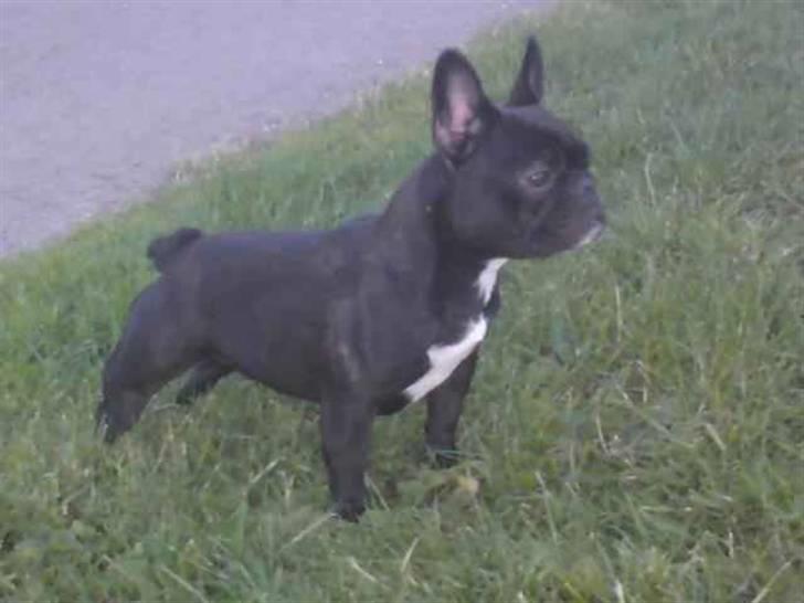 Fransk bulldog Bimbi (Himmelhund) - Skal jo holde mig ren billede 5