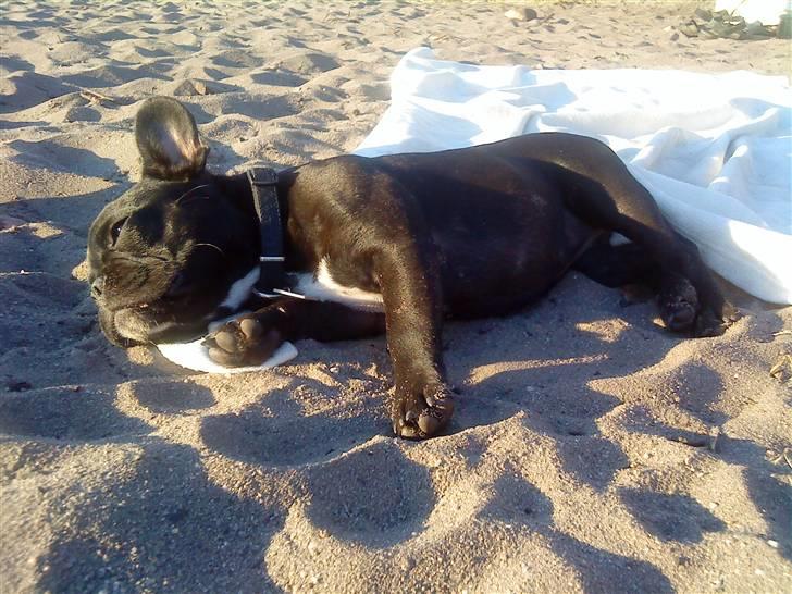 Fransk bulldog Bimbi (Himmelhund) - Det er for varmt og være på stranden idag billede 6