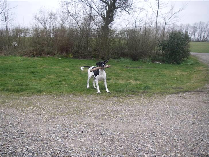 Blanding af racer freja billede 9