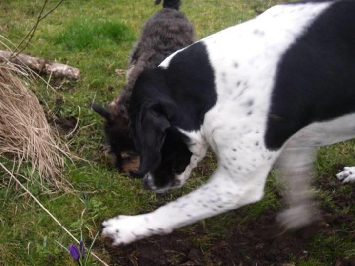 Blanding af racer freja billede 10