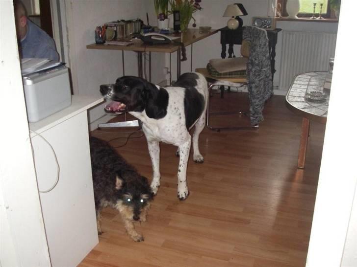 Blanding af racer freja billede 11