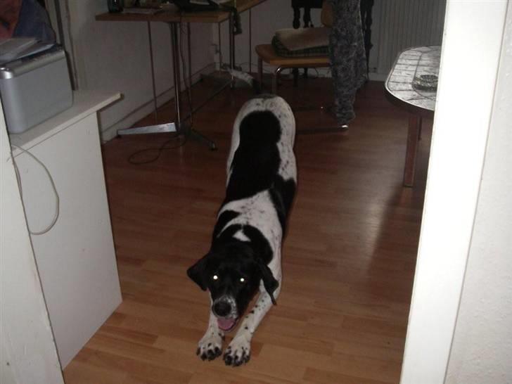 Blanding af racer freja billede 12