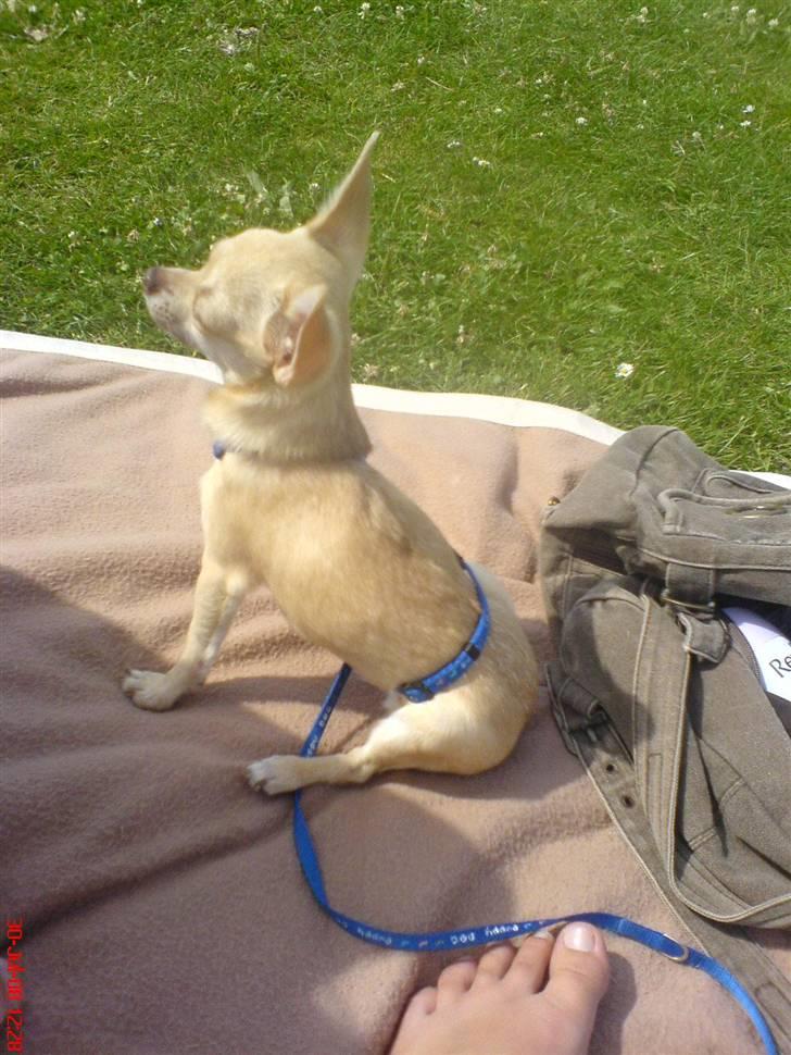 Chihuahua .··..··. Oscar.··..··.  billede 19