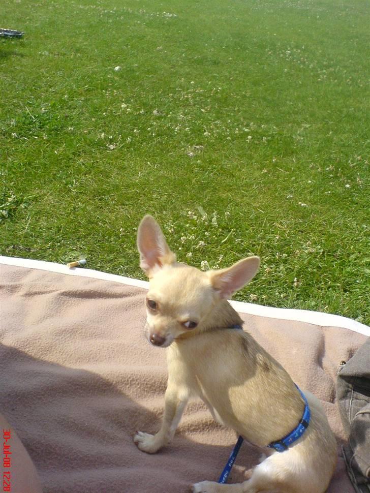 Chihuahua .··..··. Oscar.··..··.  billede 20