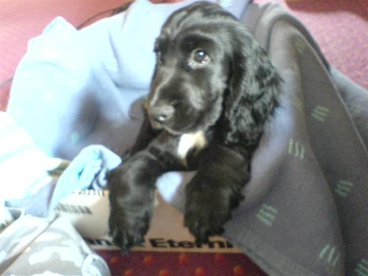 Cocker spaniel Felix - Her sidder Felix i sin kasse, som han nu er glad for at sove i. :D billede 4