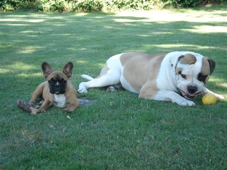 Amerikansk bulldog Ice Cube - her ligger Ice sammen med hans lille søster Chili. billede 12