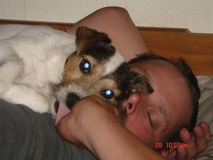 Jack russell terrier Knud - Åhhh Daddy.. Eeeelsker dig billede 15