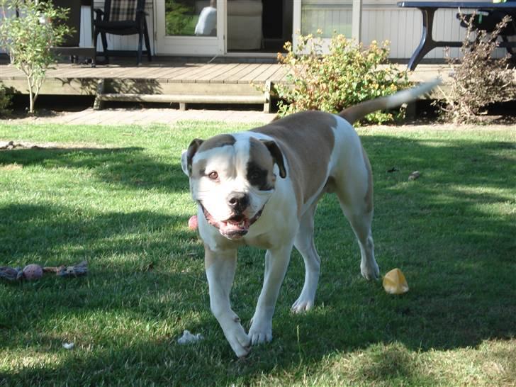 Amerikansk bulldog Ice Cube billede 13