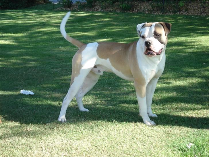 Amerikansk bulldog Ice Cube billede 14