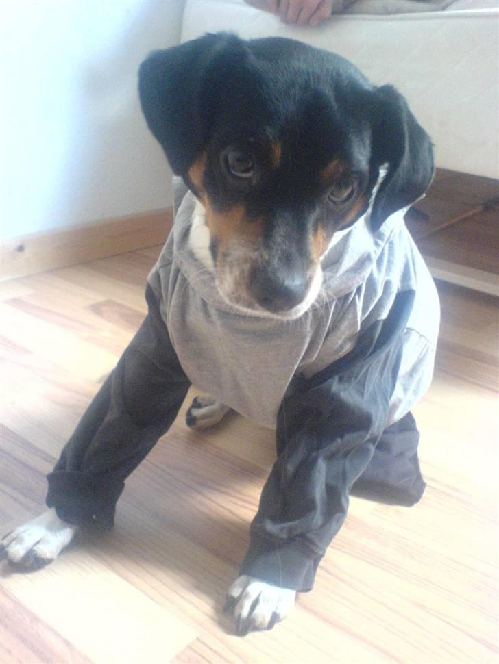 Dansk svensk gaardhund bassil billede 14