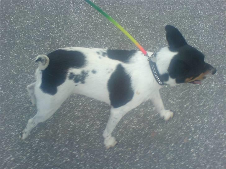 Dansk svensk gaardhund bassil billede 15