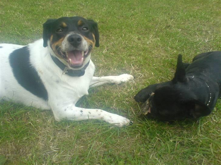 Dansk svensk gaardhund bassil billede 16