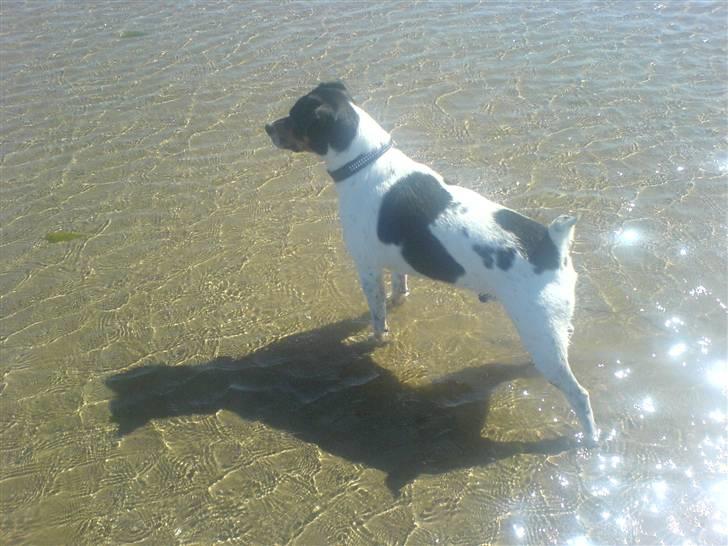 Dansk svensk gaardhund bassil billede 17