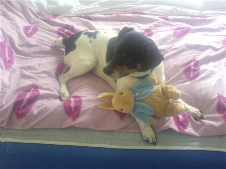 Dansk svensk gaardhund bassil billede 18