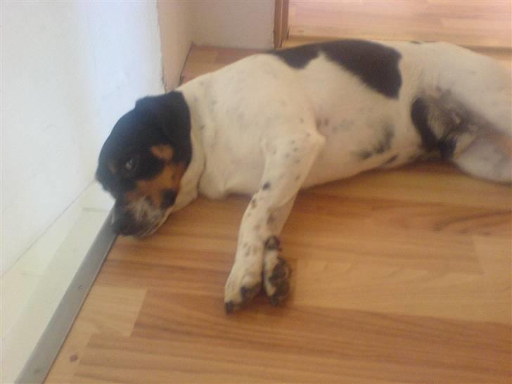 Dansk svensk gaardhund bassil billede 19