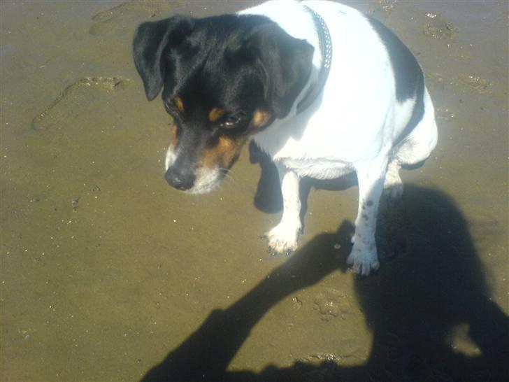 Dansk svensk gaardhund bassil billede 20