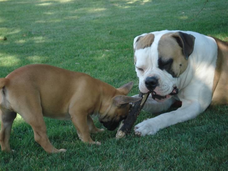 Amerikansk bulldog Ice Cube billede 15