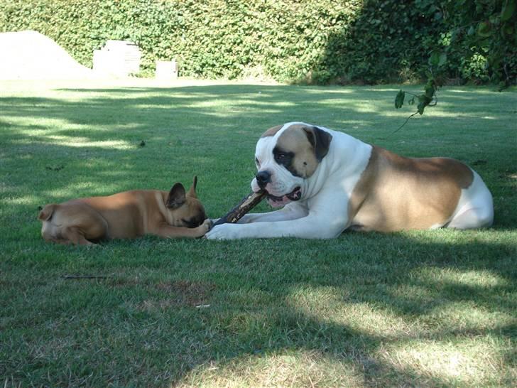 Amerikansk bulldog Ice Cube billede 16