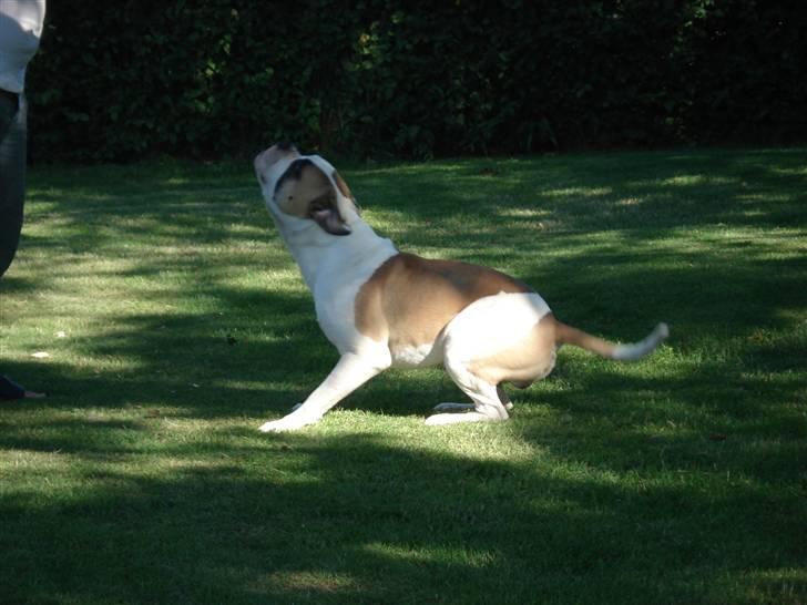 Amerikansk bulldog Ice Cube billede 17